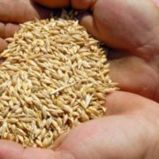 На складах Чернігівщини “миші з’їли” 600 тонн зерна