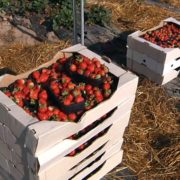 Полуниця у жовтні: на Івано-Франківщині фермер вирощує незвичні для регіону ягоди – фото, відео
