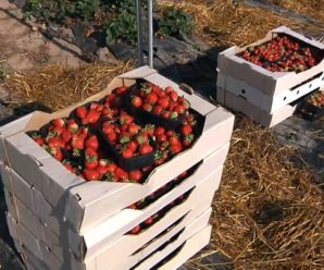 Полуниця у жовтні: на Івано-Франківщині фермер вирощує незвичні для регіону ягоди – фото, відео