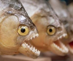Кусаються та переносять заразу: в українських річках завелися небезпечні для людей “риби-чужинці”