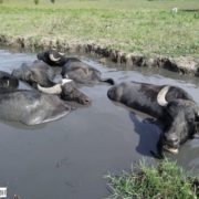 Франківський фермер відновлює популяцію рідкісних буйволів (фото)