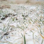 У Карпатах випав перший сніг (ФОТО, ВІДЕО)