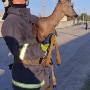 У Франківщині рятувальники витягнули козулю з ямии (фото)