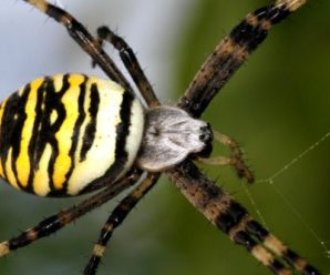 В Ужгороді дитину вкусив рідкісний отруйний павук: ховався в малині