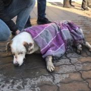 У Франківську продовжуються випадки отруєння собак (відео)