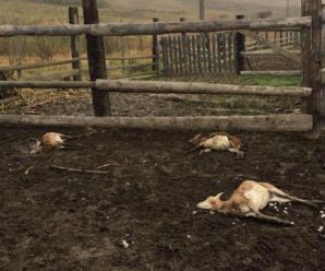 На околиці Івано-Франківська мисливські собаки невідомих власників подушили п’ятьох молодих муфлонів на приватній фермі ФОТО та ВІДЕО 16+