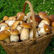 На Прикарпатті п’ятеро людей отруїлися грибами