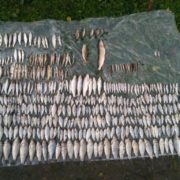 На Прикарпатті у річці виявили масову загибель риби