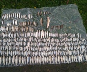 На Прикарпатті у річці виявили масову загибель риби
