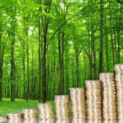 Лісові господарства Прикарпаття сплатили понад 200 мільйонів податків
