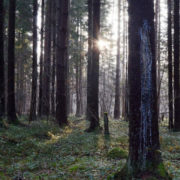 Шукали більше тижня: у лісі знайшли тіло 80-річного прикарпатця