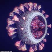 Світом шириться новий штам коронавірусу: його легше підчепити, але це менш небезпечно