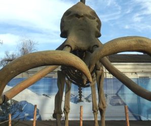 У Франківську відкрили виставку тварин льодовикового періоду (ФОТО/ВІДЕО)