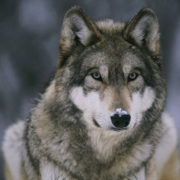 На Прикарпатті курортне селище атакують вовки