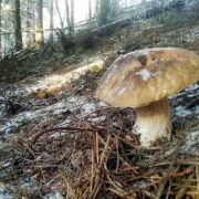 На Прикарпатті збирають білі гриби в грудні