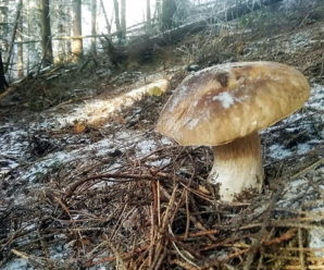 На Прикарпатті збирають білі гриби в грудні
