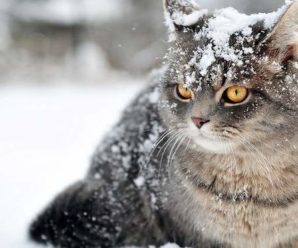 Коли в Україну прийдуть сніг та морози: прогноз синоптиків