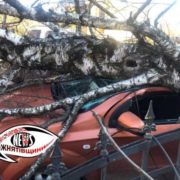 На Франківщині вітер повалив на автомобіль дерево (ФОТО)
