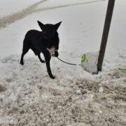 У Львові чоловік кинув собаку помирати на морозі, залишивши з нею записку: відео