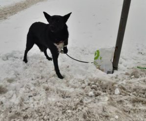 У Львові чоловік кинув собаку помирати на морозі, залишивши з нею записку: відео