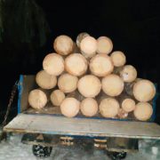 На Прикарпатті затримали вантажівку з краденою деревиною (ФОТО)