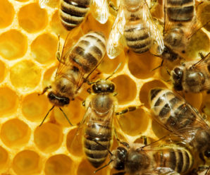 На Прикарпатті створять комісію, яка розслідуватиме отруєння бджіл