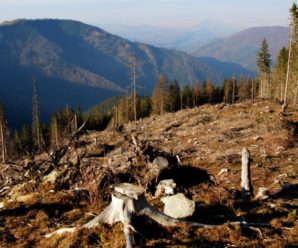 Повінь рубкам не завада: у Карпатах продовжують незаконно рубати ліс