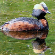 На водосховищі Бурштинської ТЕС зафіксували рідкісного птаха. Відео