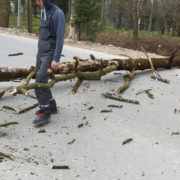 На Прикарпатті впало дерево на школярку, яка поверталася зі школи (ФОТО)