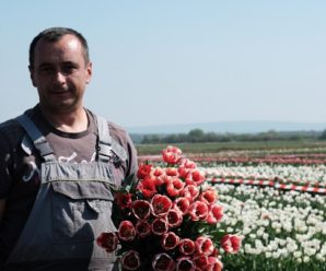 На поляні під Івано-Франківськом висадили понад 2 мільйони тюльпанів. ФОТО