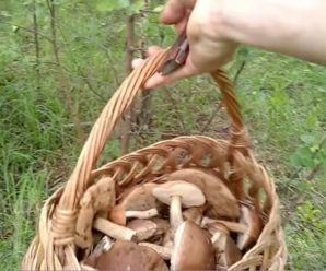 У Карпатах зібрали рекордний урожай грибів. Відео