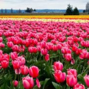 Біля Івано-Франківська вперше розквітає тюльпанове поле