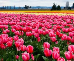 Біля Івано-Франківська вперше розквітає тюльпанове поле