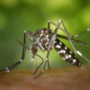 Як зменшити свербіж після укусу комара: топ-5 способів