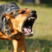 У Франківську агресивний собака покусав дитину та патрульного (ВІДЕО)
