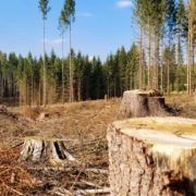 Прикарпатець заплатить 51 тисячу штрафу за п’ять зрубаних дерев