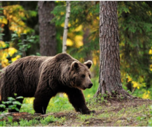На Франківщині ведмеді вбивають свійських тварин й нищать господарства (ФОТО)
