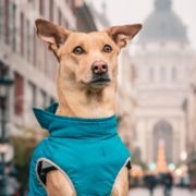 Собака з України проїхала 30 країн і 116 міст: мила історія врятованого цуценяти (ВІДЕО)