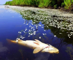 В Івано-Франківську на озері гине риба: відомі причини