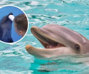 В Одесі дельфін вкусив маленьку дитину: довелося накладати шви