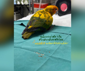 У Тайланді домашня папуга проковтнула 21 діамант