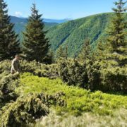 Прочісують ліс та гірські схили: на Закарпатті вже п’яту добу шукають 29-річного чоловіка