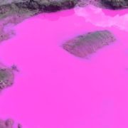 Утворилися яскраво-рожеві калюжі: на поле вилили невідому рідину (фото)