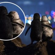 Ця історія про овдовілих пінгвінів розчулить вас до сліз: зустрічаються, щоб втішити одне одного (фото)