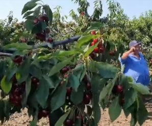 В Україні фермери масово знищують урожай черешні: на відео не поглянеш без сліз