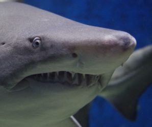 100-кілограмова акула прокусила ногу співробітнику океанаріуму (відео)