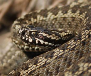 Троє дітей потрапили до реанімації після укусів змій на Прикарпатті: науковці пояснили нашестя