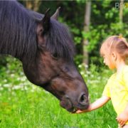 На Львівщині кобила відкусила щоку 5-річній дівчинці
