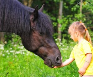На Львівщині кобила відкусила щоку 5-річній дівчинці