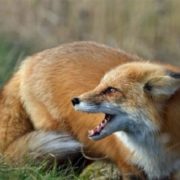 На франківщині скажена лисиця покусала людину